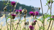 Close-up Of Bumblebee On Purple Thistle Flowers In Wind By Sea, DOF