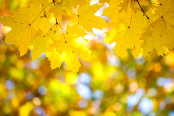 Wall Mural - close up of bright yellow and red maple leaves on fall tree branches with vibrant blurred background