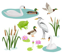 Set Of Flat Cartoon Colorful Ducks With Green Heads. Frog, Crane, Swan, Reed And Water Lily. Vector Illustration Wetland Animals Isolated On White Background.