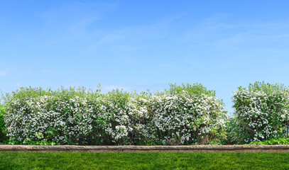 backyard and garden with grass on lawn and bloom trees