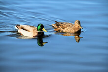 A Close Up Of A Pair Of Mallard Ducks