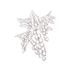 Poster - Outlined currant branch. Botanical drawing of redcurrant plant. Vintage sketch of fruit sprig. Handdrawn botany art. Hand-drawn detailed sketchy vector illustration isolated on white background