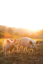 Pigs Eating On A Meadow In An Organic Meat Farm - Wide Angle Lens Shot