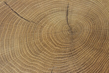 Old Wooden Oak Tree Cut Surface. Detailed Warm Dark Brown And Orange Tones Of A Felled Tree Trunk Or Stump. Rough Organic Texture Of Tree Rings With Close Up Of End Grain. Close-up Wood Texture