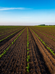 Wall Mural - View of soybean farm agricultural field against sky