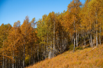 Wall Mural - Autumn in the Trees Leaves Turned Bright Yellow Vibrant Seasonal Color