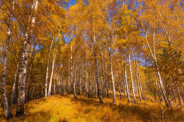 Wall Mural - Autumn in the Trees Leaves Turned Bright Yellow Vibrant Seasonal Color