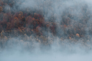 Wall Mural - Beautiful autumn colors in fog at Poiana Marului,Caras-severin,Romania