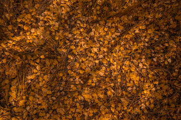 Wall Mural - Red and orange autumn leaves background. Outdoor. Colorful backround image of fallen autumn leaves perfect for seasonal use. Space for text.