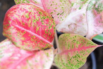 Wall Mural - Closeup top view beautiful Aglaonema or Ruaylonfa leaves in the garden, selective focus