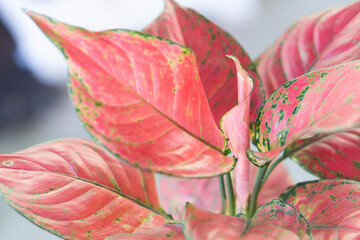 Wall Mural - Close up super red ( Aglaonema ) plant in the garden, selective focus