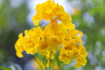 Wall Mural - Closeup Fresh Yellow elder  flower or Trumpetflower in the garden, selective focus