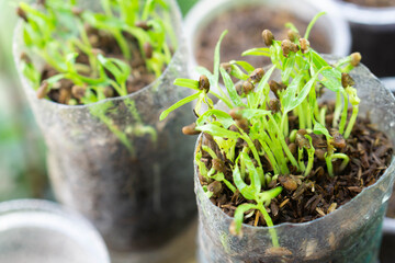 Wall Mural - Closeup young sprout water spinach in recycle plastic botte with water splash, healty food concept, selectiv focus
