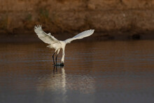 An Egret Catching Fish In The Pond , Wildlife Photography Of Egret With Preyed Fish  
