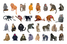Vector Collection Of Monkeys In A Detailed Style.
