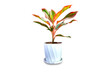 Green house croton leaves in the plant pot isolated on white background.Air purifying tree.