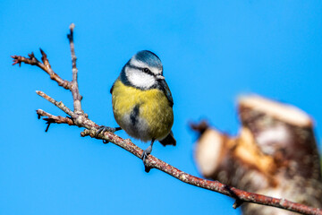 Wall Mural - Blue tit (Cyanistes caeruleus) portrait image of an Eurasian bird perched on a tree branch which is a common small garden songbird found in the UK and Europe stock photo