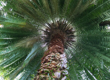 Palm (Phoenix Roebelenii) Tree Bottom Up View. An Exotic Tropical Tree Close-up View An Perspective.