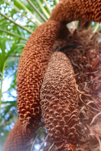 Flower Of Cycad Plant Blooms In The Botanical Garden. Male And Female Cycads Blossom In The Form Of Large Cones (strobili), Similar To Coniferous Cones.