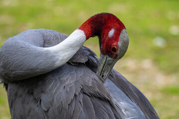 Wall Mural - Sarus crane, Grus antigone also known as Indian sarus crane