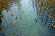 Ducks In The Lake Abant