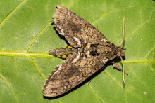 Carolina Sphinx Moth (Manduca Sexta)