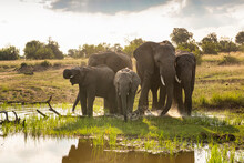 A Herd Of Elephants In Near A Watering Hole In Bela Bela, Limpopo