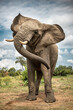 © Greatstock - Portrait of an adult elephant shaking its head in Bela Bela, Limpopo