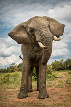 Portrait Of An Adult Elephant Shaking Its Head In Bela Bela, Limpopo