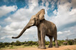 © Greatstock - Portrait of an adult elephant in Bela Bela, Limpopo