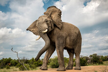Portrait Of An Adult Elephant Shaking Its Head In Bela Bela, Limpopo