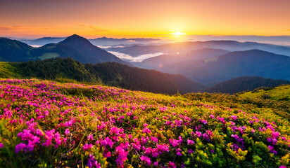 Fotobehang - Attractive summer sunset with pink rhododendron flowers. Carpathian mountains, Ukraine.