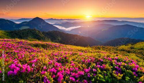 Fototapete - Attractive summer sunset with pink rhododendron flowers. Carpathian mountains, Ukraine.