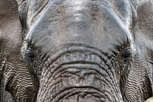 Close Up Portrait Of An Adult Elephant's Head In Bela Bela, Limpopo