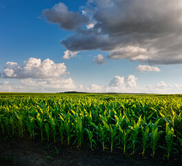 The agricultural land of a green corn farm with a perfect sky.