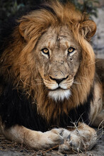 Portrait Of A Male Lion Sitting And Resting In The Xidulu Private Lodge, Limpopo