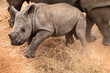 © Greatstock - A white rhino calf seen on a game drive in the Xidulu Private Lodge, Limpopo