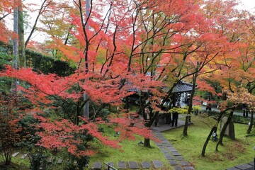 Poster - 京都　モミジの永観堂