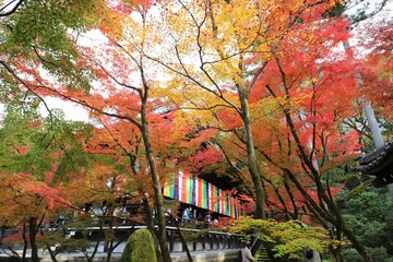 Poster - 京都　モミジの永観堂