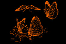 Orange Butterfly On Black Background