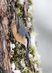 Wall Mural - The amazing Nuthatch (Sitta europaea)