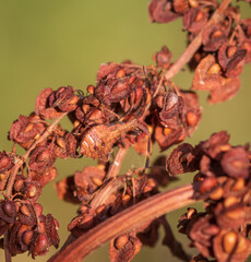 Closeup of young dock bug (Coreus marginatus) feeding on brown dry sorrel