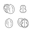 Walnut linear icons set. Outline simple vector of nut in shell. Contour isolated pictogram on white background