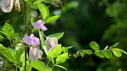 Wall Mural - Butterfly pea flowers in nature with sunlight and morning breeze. It is a flower that has medicinal properties and herbs used in Asia.