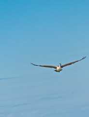 front view, far distance of a brown pelican gliding toward the photographer, over a tropical shoreline