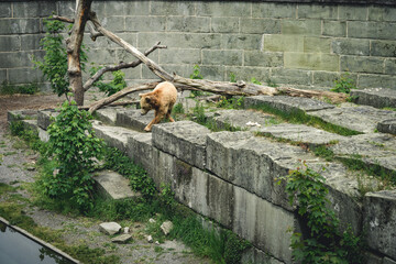 Wall Mural - European brown bear in Bern Bear (Bären Park) in Bern, Switzerland