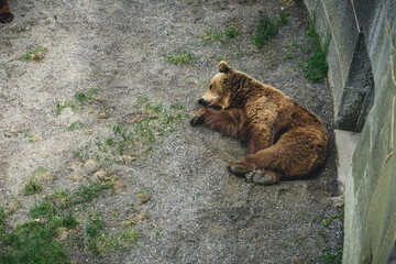 Wall Mural - European brown bear in Bern Bear (Bären Park) in Bern, Switzerland