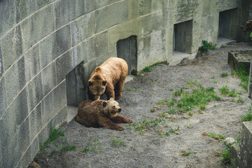 Wall Mural - European brown bears in Bern Bear (Bären Park) in Bern, Switzerland