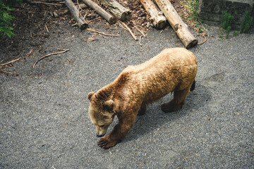 Wall Mural - European brown bear in Bern Bear (Bären Park) in Bern, Switzerland