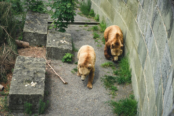 Wall Mural - European brown bears in Bern Bear (Bären Park) in Bern, Switzerland